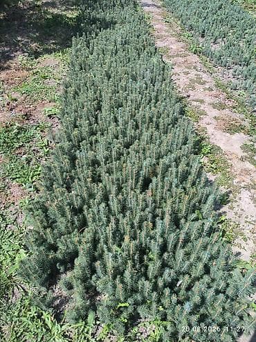 мебель шкаф бу: Ель голубая (Picea pungens) — сеянцы/подрост 1–2 лет. Описание: - — 1