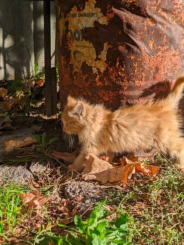 carters для мальчика: Котята, домашние, игривые. Описание: - Окрас: рыжий и кремово-белый — 8