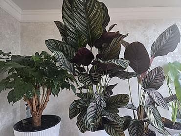 декабрист: Декабристы (Schlumbergera) в горшках. - Окраска цветков: белая (на — 3