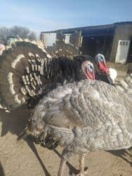 купить собаку шпиц: Сатам | Эркек күрп | Аргын | Көбөйтүү үчүн | Асыл тукумдуу — 6