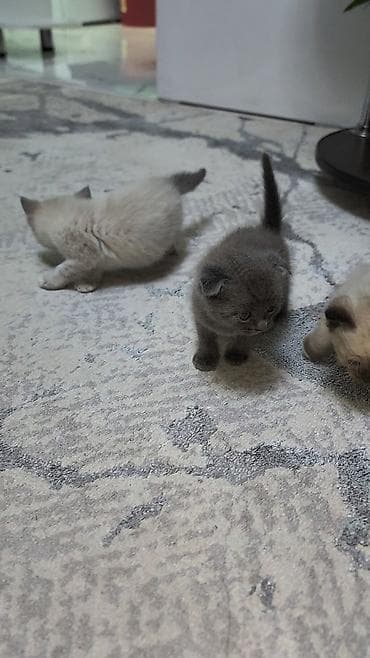 Мышыктар: Котята, домашнее выращивание - Возраст на фото: примерно 3–5 недель - — 8