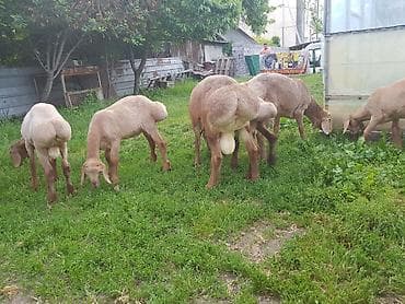 сколько стоят лысые кошки: Продаю | Ягненок, Баран (самец) | Арашан — 4