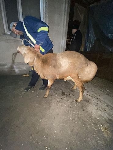 Зоотовары: Продаю | Овца (самка) | Для разведения | Матка — 2