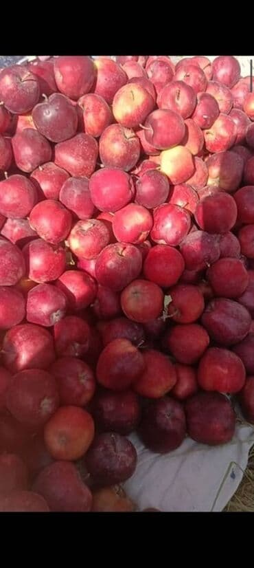 инструменты для сада: Яблоки Оптом — 2