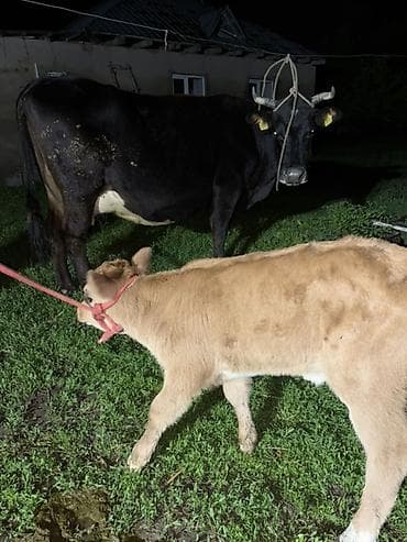 кормы для рыбы: Продаю | Корова (самка) | Для молока | Привязанные — 4