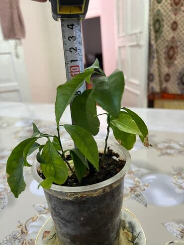 пахта цена бишкек: 1шт 100сом — 1