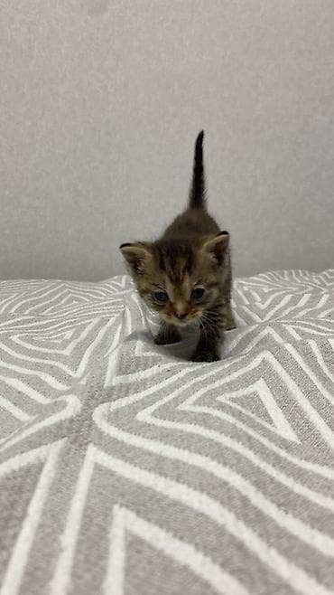 котенок даром: Котята в добрые руки - Дата рождения: 7 марта (указано на постере). - — 5