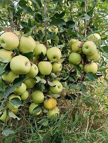 кок алма: Яблоки Голден — 4