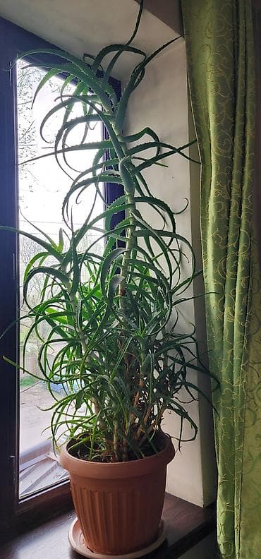 Алоэ (крупное комнатное растение в горшке) 8 лет - Вид: алоэ
