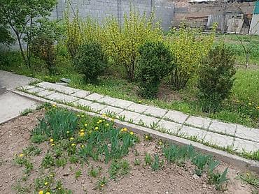 самшиты круглые: Цена от 2000 до 10000 сомов. г. Бишкек, жилой массив Кок-Жар. Торг — 5