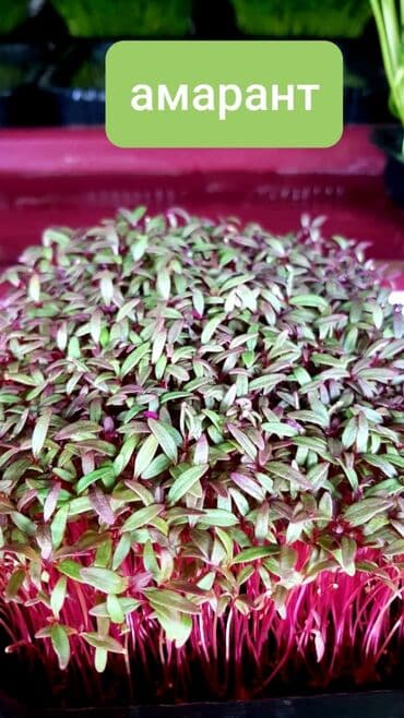 превосходный сорт яблок: Продается вкусная красивая и очень полезная микрозелень в большом — 10