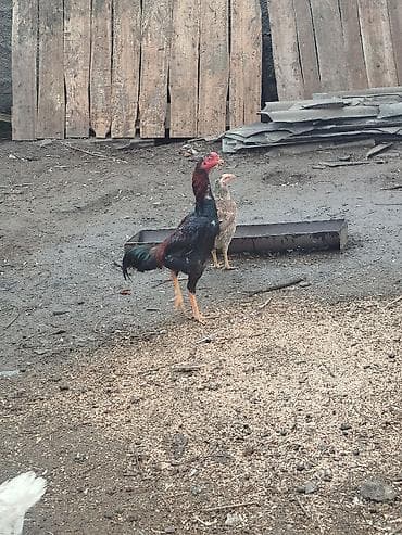 Аквариумдар: Сатам | Короздор | Тебиштирүүчү | Көбөйтүү үчүн — 10