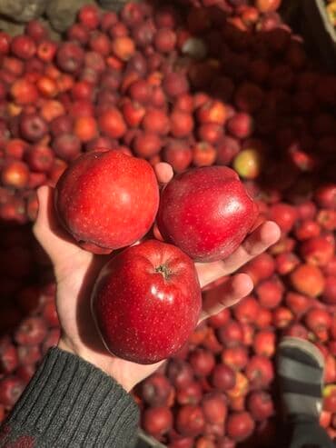 стол письменный б: Яблоки Оптом — 5