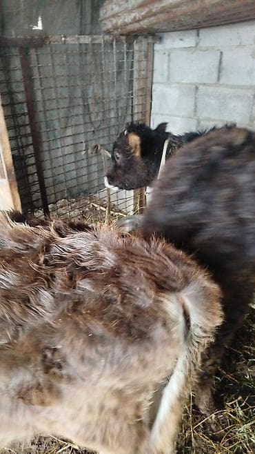 сементал бычки: Продаю | Бык (самец) | Для разведения | Привязанные — 3