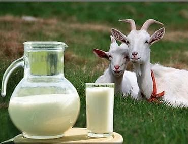 купить перепелок: Козье молоко - Натуральный продукт с повышенным содержанием витаминов — 2