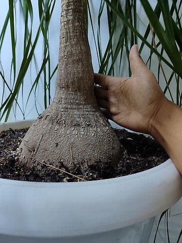 гул: НОЛИНАБАКАРНЕЯ 2 метра в высоту шикарно украсит любой интерьер — 2