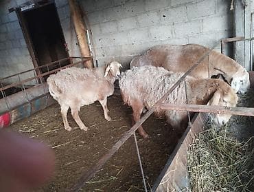 кой эдилбай: 3шт кой — 3