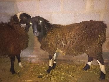 утки индоутки: Продаю | Баран (самец) | На забой, Для разведения — 2