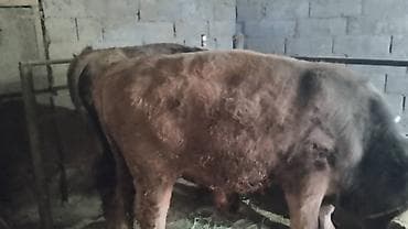 все для животных: Продаю | Бык (самец) | Швицкая | На откорм, На забой, Для разведения | Искусственник — 7