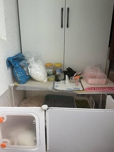 кролики каракол: Город Токмок Декоративные кролики, карликовые - Пухлые малыши с — 5