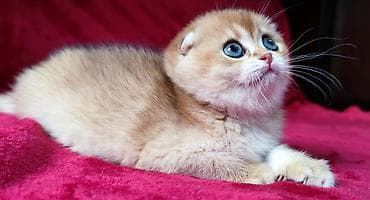 ориентальная длинношерстная кошка: Питомник шотландских кошек предлагает к предварительному резерву — 8