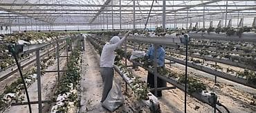 ягоды: Строим теплицы под ключ! 5 поколение теплиц. Под выращивание клубники — 6