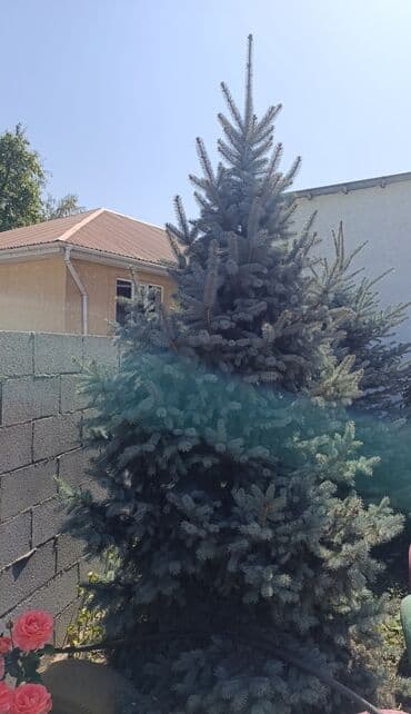 набор инструментов для автомобиля: Голубая ель — 3