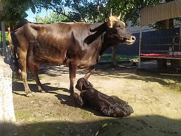 продажа кошек ош: Продаю | Корова (самка) | Алатауская, Швицкая | Для разведения, Для молока | После отела — 4