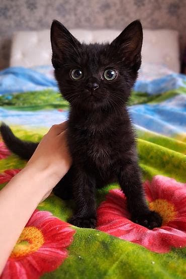 Черный котенок - Окрас: полностью черный, короткая блестящая шерсть -