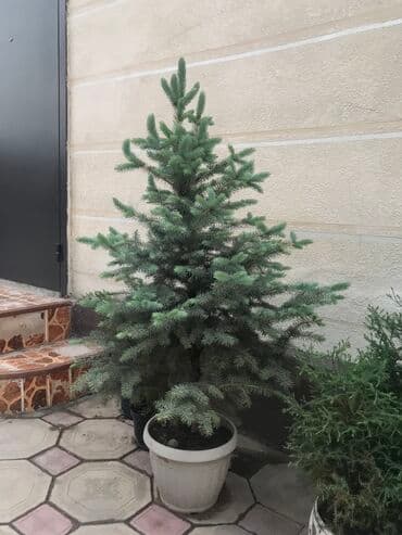 автоматический секатор для обрезки деревьев: В наличии голубые ели Размеры от 80 до 150см В горшках (летом — 6