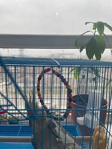 клетка птиц: Корелла (нимфа) в комплекте с клеткой и аксессуарами. Описание: - — 4