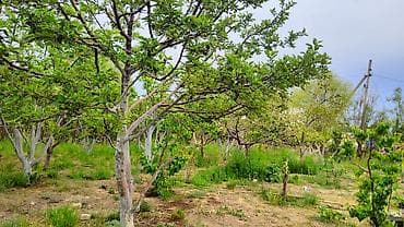 село гроздь: 8 соток, Красная книга — 5