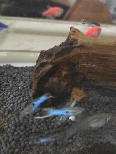 продажа кормов для сельскохозяйственных животных: Продаю гуппи подростки — 3