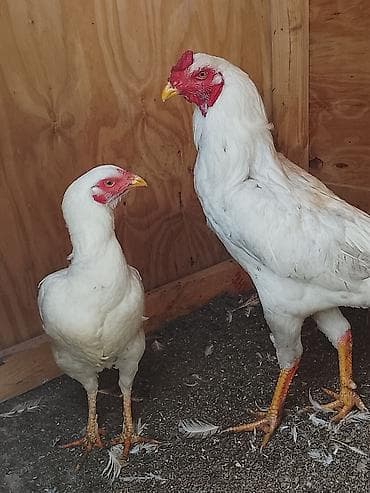 Сатам | Тооктор | Көбөйтүү үчүн