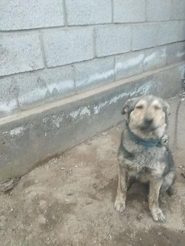 ош собаки: Собака среднего размера, дворняжка/метис. Окрас серо‑черный с — 4