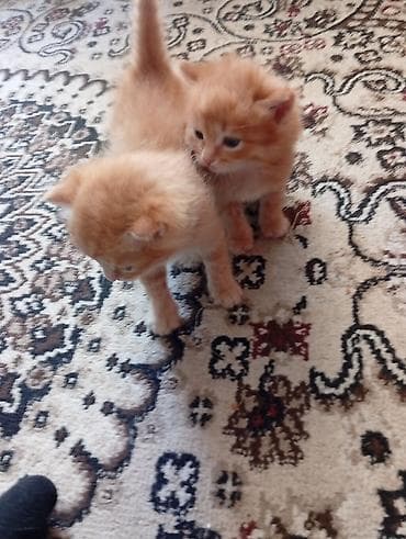 Мышыктар: Рыжие котята - Порода: домашние короткошёрстные - Окрас: классический — 1