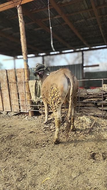 шпиц собака купить: Продаю | Тёлка | Полукровка | На откорм | Привязанные — 1