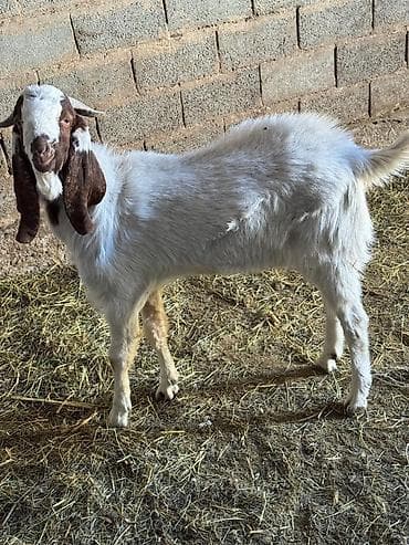Продаю | Козёл (самец) | Для разведения | Племенные