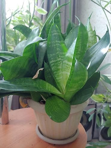 лимон комнатный цена: Продаются цветы от 200 до 500 сом — 8