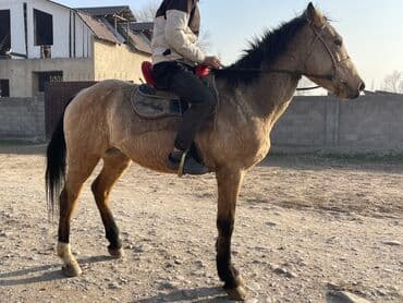 собака шпиц белый: Продаю | Конь (самец) | Рабочий — 3