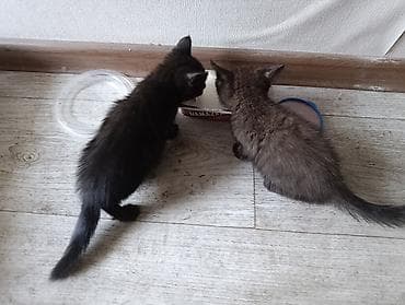 scottish fold: Отдам котят в добрые руки. К лотку приучены. телефон — 4
