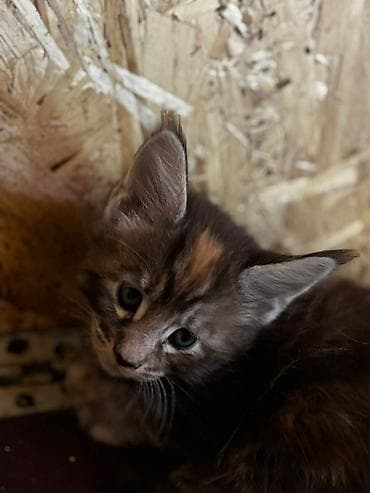 Животные: Породистые котята мейн-кун от домашних крупных производителей. - — 5