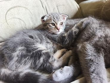 кошка продаётся: Скотиш Фолд (Шотландская вислоухая), 2 месяца, Мальчик, Серый — 4