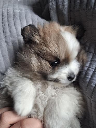 кане корсо собака цена: Помиранский шпиц •Девочка •Родилась 14 .03.2026 •Окрас : пати-колор — 3