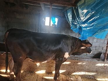 Продаю | Бык (самец) | На откорм | Привязанные