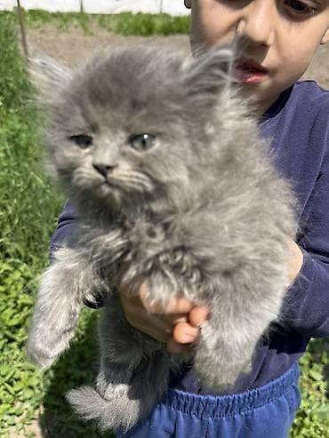 станок для гранулирования корма: Котята, пушистые комочки счастья. - Окрас: - Дымчато‑серые — 6