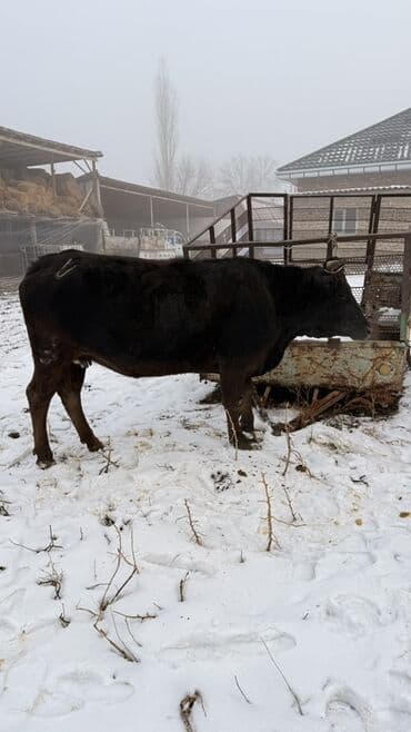 питбуль сколько стоит: Продаю | Тёлка | На откорм | Привязанные — 7