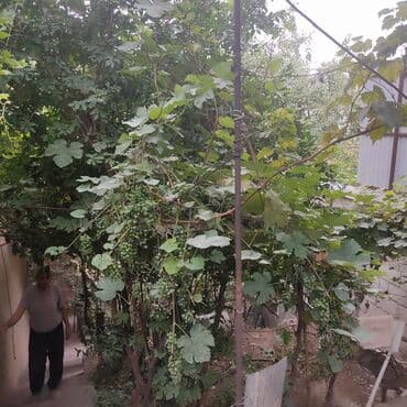 очен срочно: Үй, 77 кв. м, 4 бөлмө, Кыймылсыз мүлк агенттиги, Эски ремонт — 11