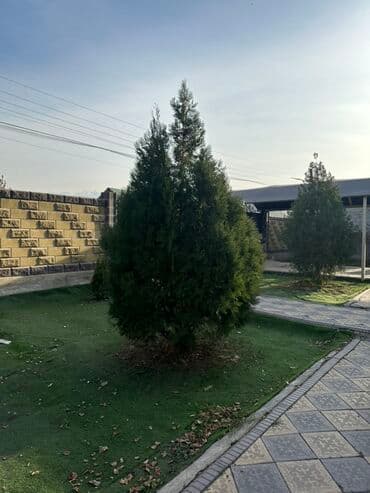 голубая ель саженцы: Туя западная (вероятно сорт Смарагд) – крупномер для сада и участка — 2