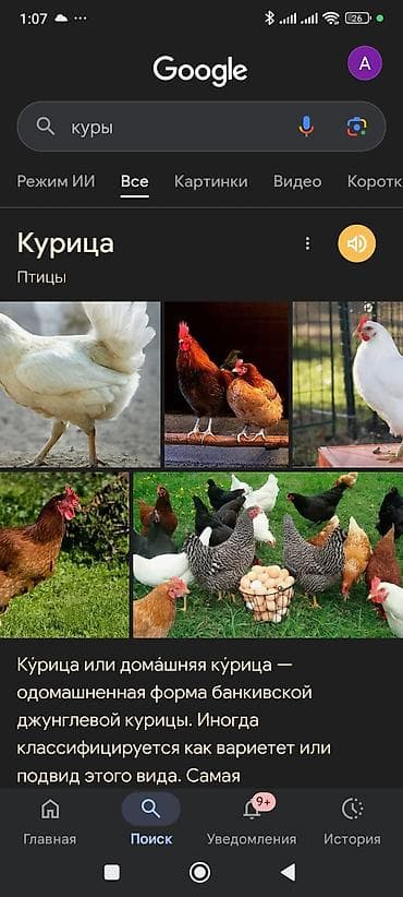 цыплята перепелки: Куплю курей петухов по 500 сом в любом количестве район лебединовки — 1